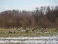 dezanovac_web-36